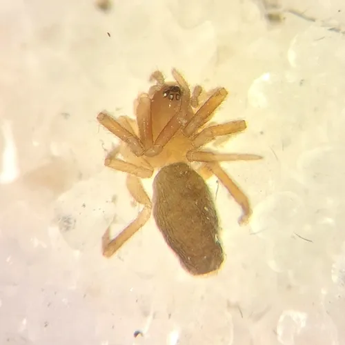 Walckenaeria exigua