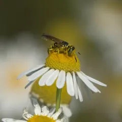 Philanthus crabroniformis thumbnail 4