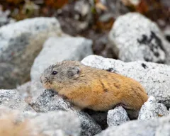 Nearctic Brown Lemming thumbnail 4