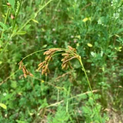 nodding bulrush thumbnail 3