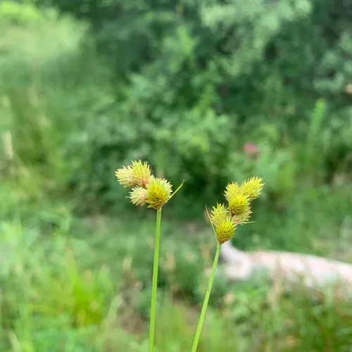Bebb's Sedge