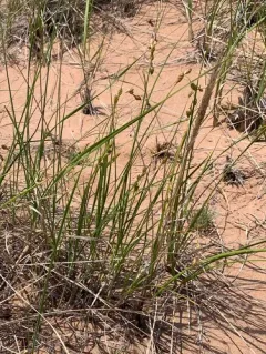 beach sedge thumbnail 3
