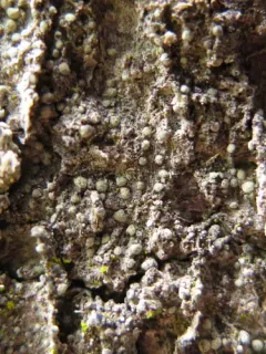 Old-wood Lichen thumbnail 4