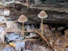 rootlet brittlestem thumbnail 3
