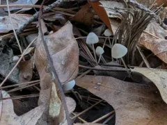Mycena metata thumbnail 3