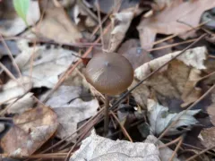Entoloma psammophilohebes thumbnail 4