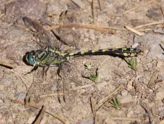 Great Basin Snaketail thumbnail 3