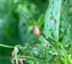 Golden Loosestrife Beetle thumbnail 3
