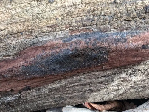 Hypoxylon macrocarpum