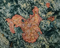 Willkommlangea reticulata thumbnail 2
