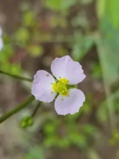 lance-leaved water-plantain thumbnail 1