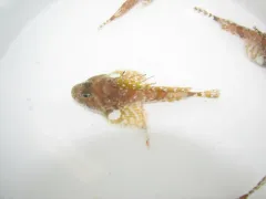 Arctic Hookear Sculpin thumbnail 2