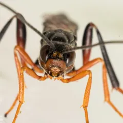 Xorides californicus thumbnail 3