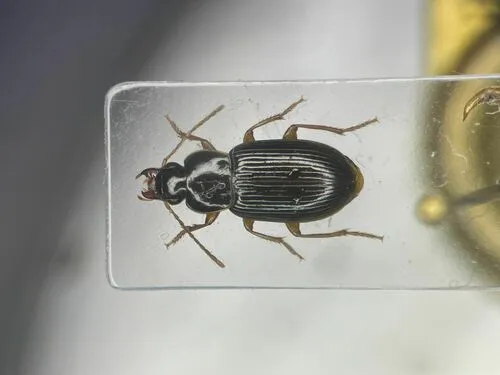 Trichotichnus autumnalis
