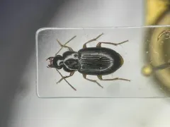 Trichotichnus autumnalis thumbnail 1