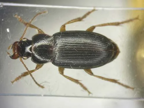 Ophonus rufibarbis