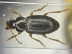 Ophonus rufibarbis thumbnail 1