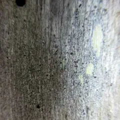 Multicolored Dot Lichen thumbnail 3