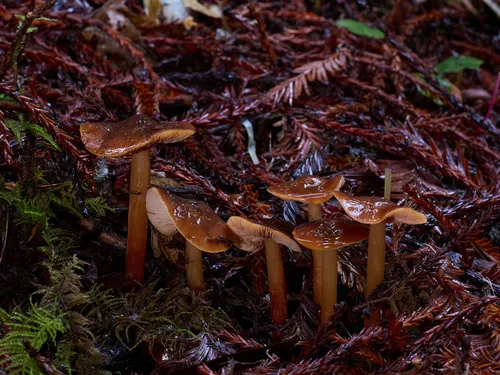 Phaeocollybia dissiliens