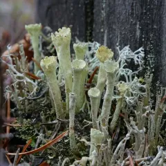 Lesser Sulphur-cup Lichen thumbnail 4