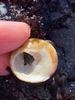 Brown Tegula thumbnail 4