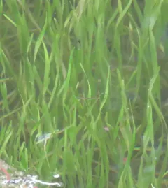 Small Bur-reed thumbnail 2