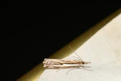Dark Grass-veneer thumbnail 4
