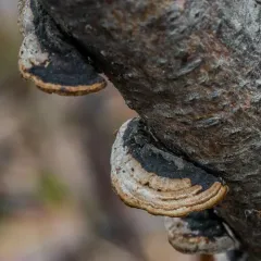 Datroniella scutellata thumbnail 4