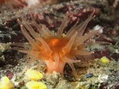Caryophyllia alaskensis thumbnail 3