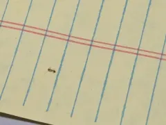 Pharaoh Ant thumbnail 3