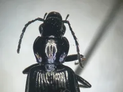 Anchomenus quadratus thumbnail 3