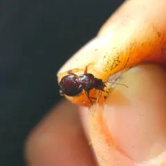 Gastrellarius honestus thumbnail 3