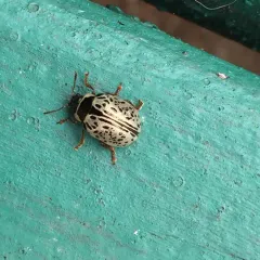 Common Willow Calligrapher Beetle thumbnail 2
