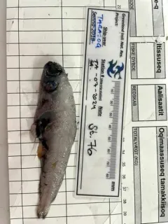 Goiter Blacksmelt thumbnail 4