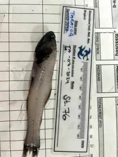 MacDonald's Lanternfish thumbnail 4