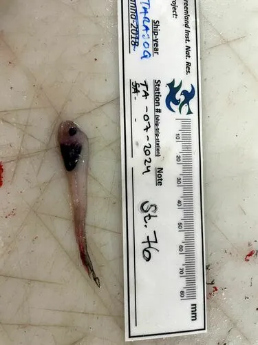Pouty Snailfish