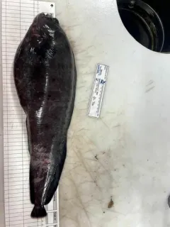 Northern Wolffish thumbnail 3