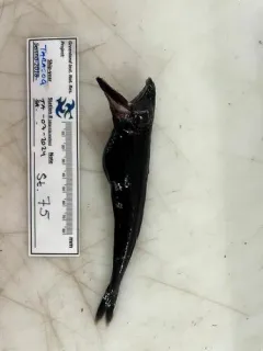 Chiasmodon harteli thumbnail 3