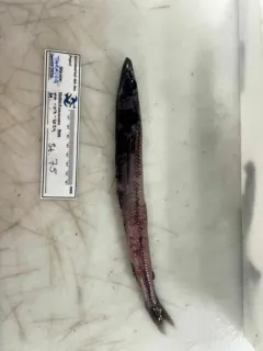 Blackfin waryfish thumbnail 3
