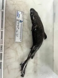 Black Dogfish thumbnail 4