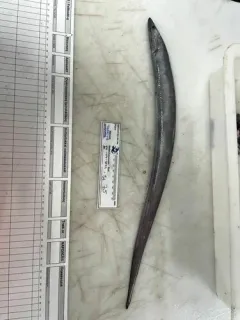 Northern Cutthroat Eel thumbnail 3