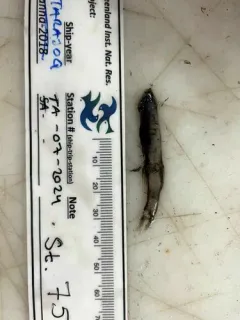 Smalltooth Bristlemouth thumbnail 3