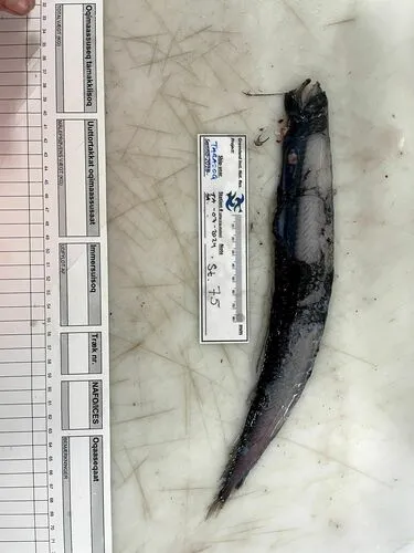 Boa Dragonfish