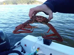 Tanner crab thumbnail 4