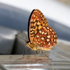 Hydaspe Fritillary thumbnail 4