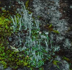Mealy Forked Cladonia thumbnail 3
