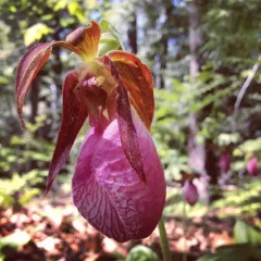 pink lady's slipper thumbnail 3