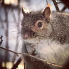 Eastern Gray Squirrel thumbnail 4