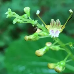 citronella horse balm thumbnail 4