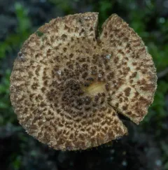 Mallocybe unicolor thumbnail 4